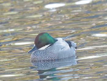 Falcated Duck 名城公園 Wed, 12/13/2023