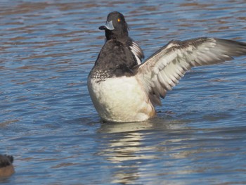 Tufted Duck 名城公園 Wed, 12/13/2023