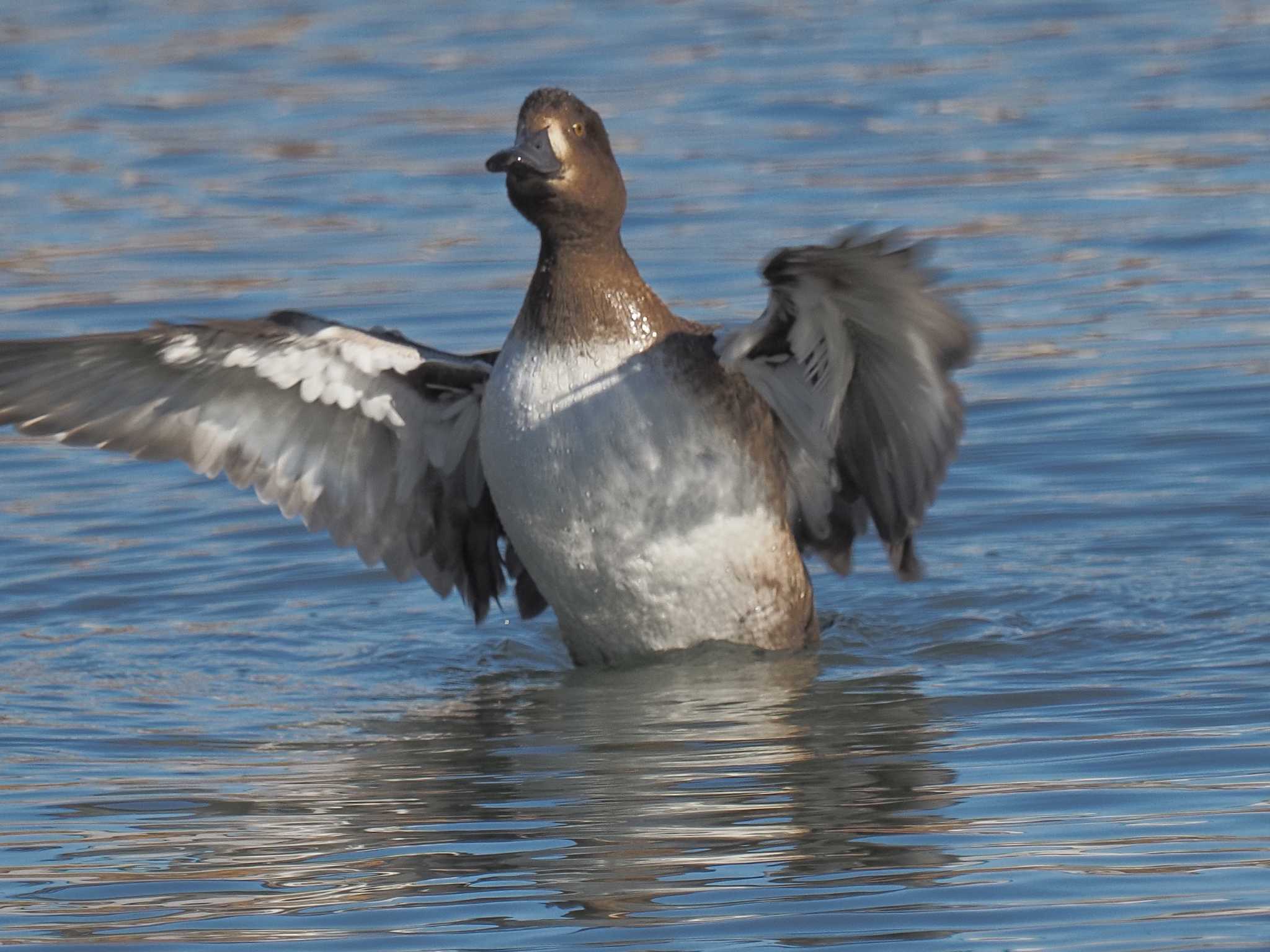 Photo of Greater Scaup at 名城公園 by MaNu猫