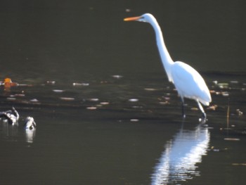 Great Egret 猪高緑地 Wed, 12/13/2023