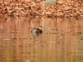 Little Grebe 猪高緑地 Wed, 12/13/2023