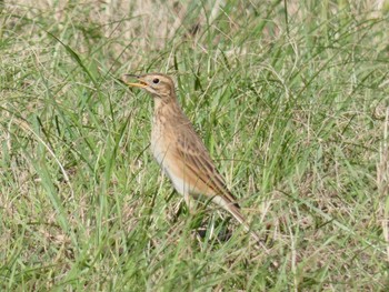 Richard's Pipit Yoron Island Fri, 10/19/2018