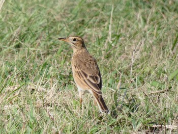 Richard's Pipit Yoron Island Fri, 10/19/2018