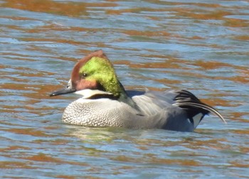 Falcated Duck 牧野ヶ池緑地 Wed, 12/13/2023