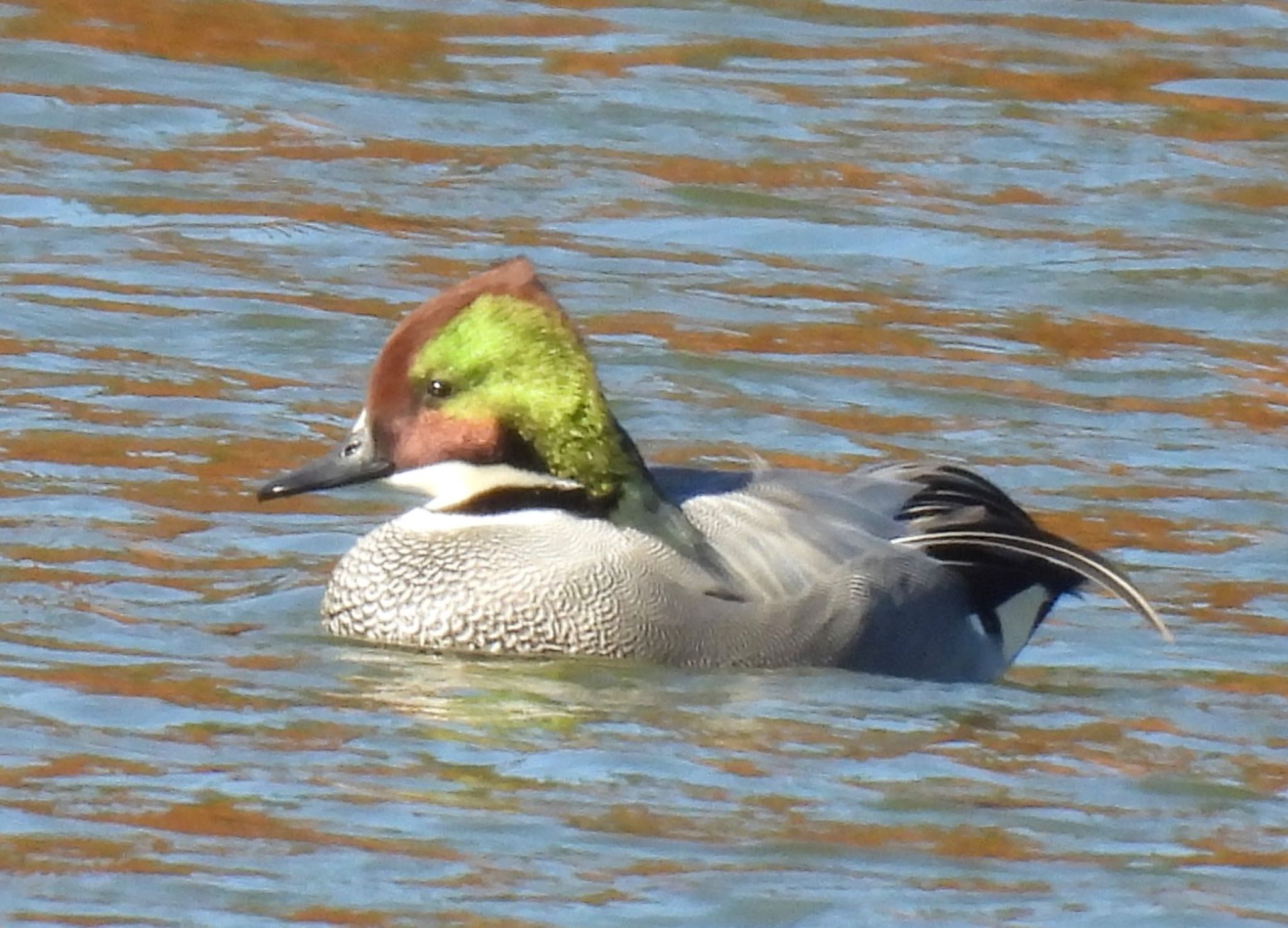 Photo of Falcated Duck at 牧野ヶ池緑地 by ちか