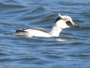 Smew 牧野ヶ池緑地 Wed, 12/13/2023