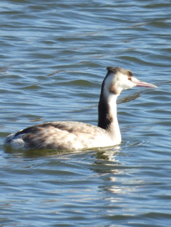 Great Crested Grebe 牧野ヶ池緑地 Wed, 12/13/2023