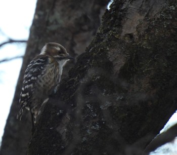 Japanese Pygmy Woodpecker 牧野ヶ池緑地 Wed, 12/13/2023