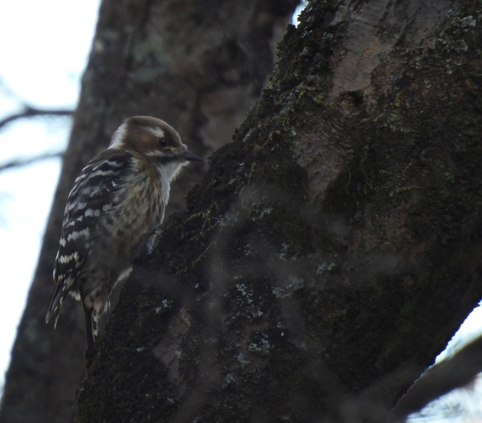 Japanese Pygmy Woodpecker