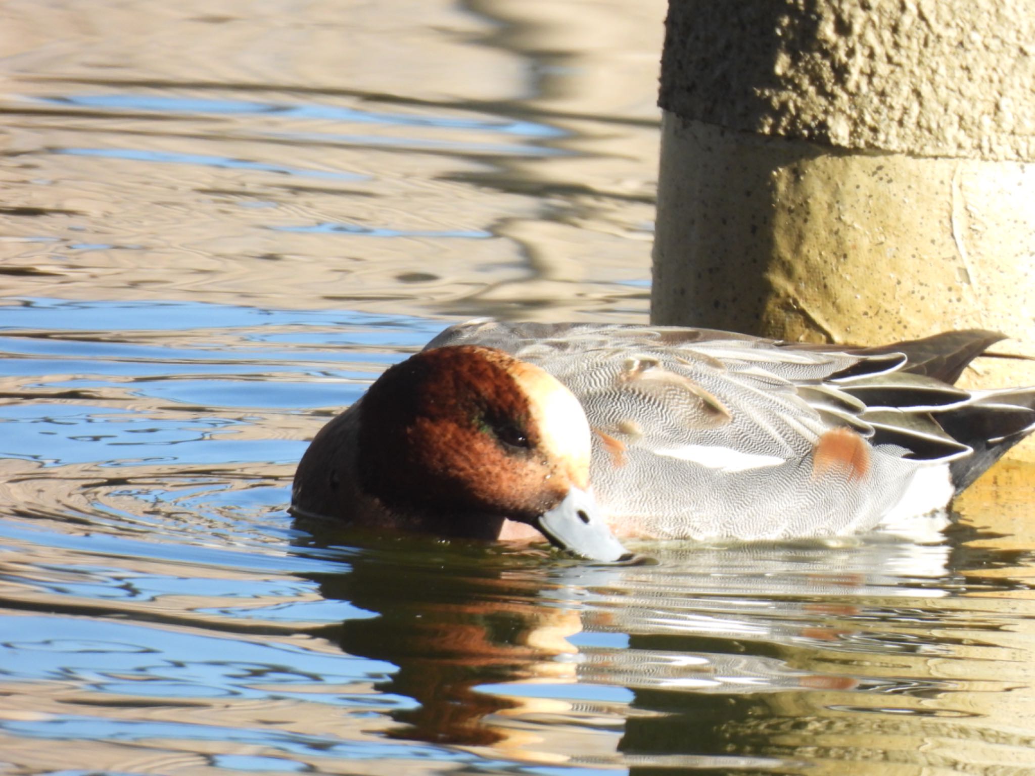 Eurasian Wigeon