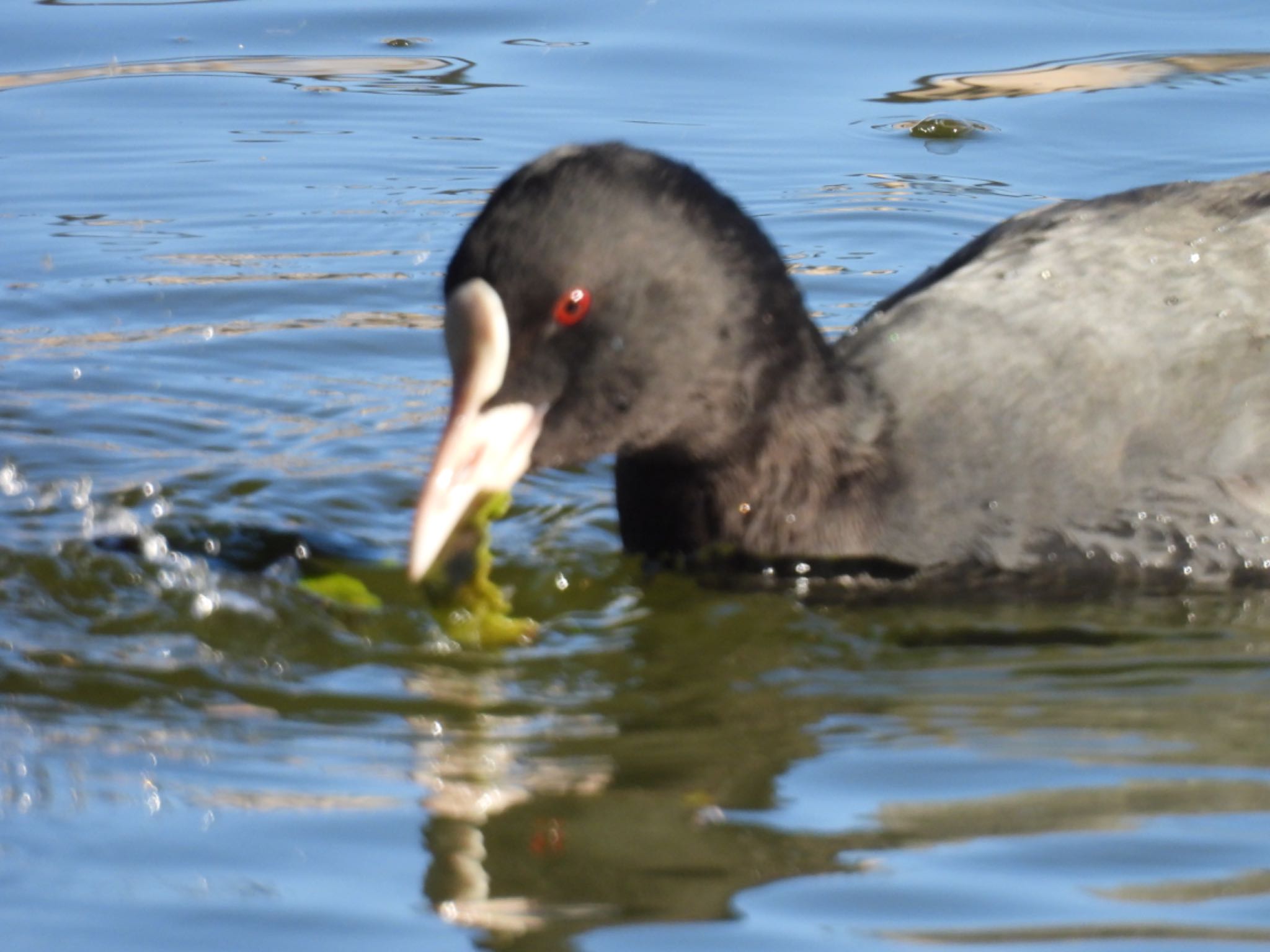 Eurasian Coot