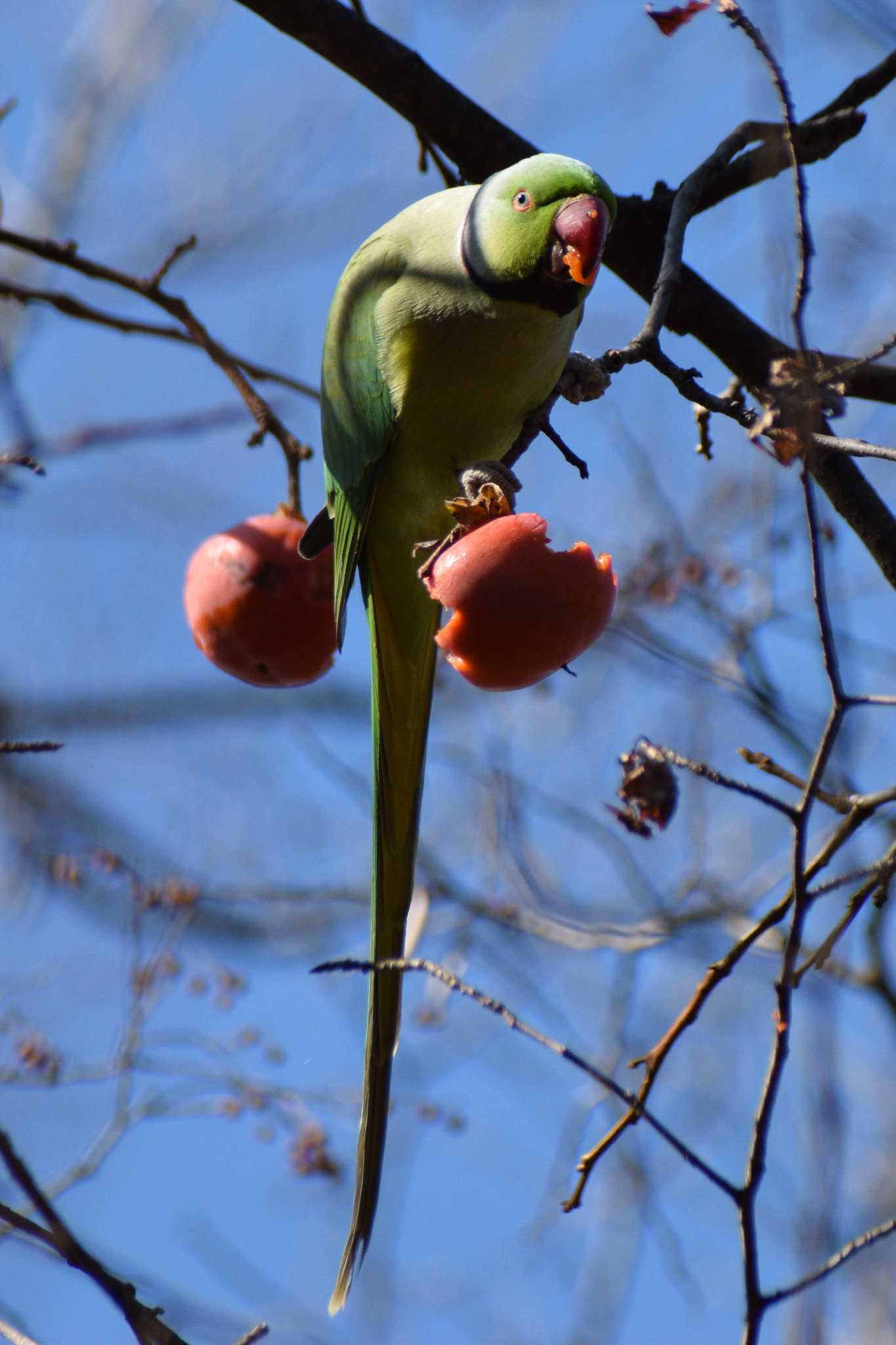 Indian Rose-necked Parakeet