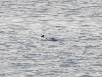 2023年12月9日(土) 網走湖の野鳥観察記録