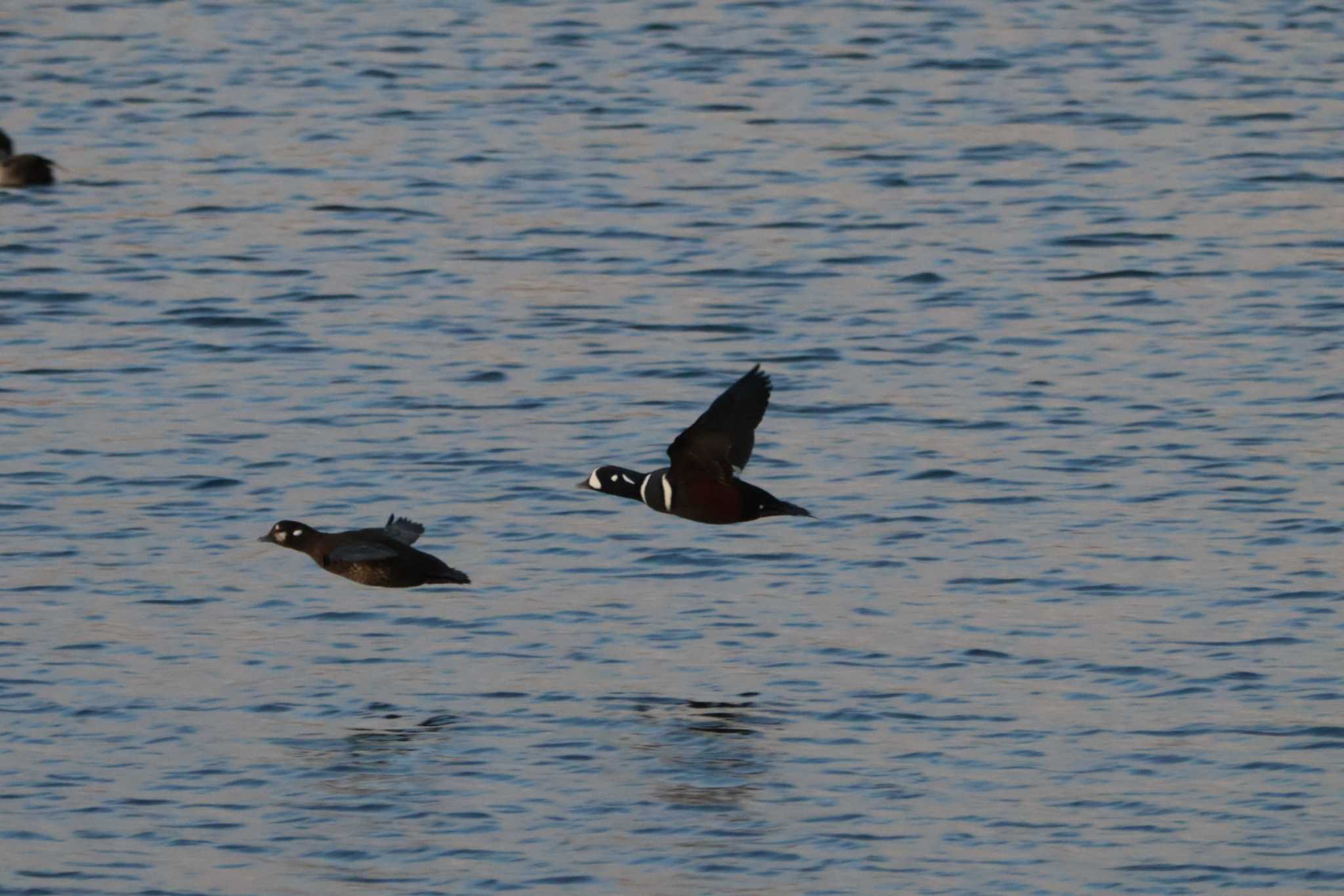 Harlequin Duck