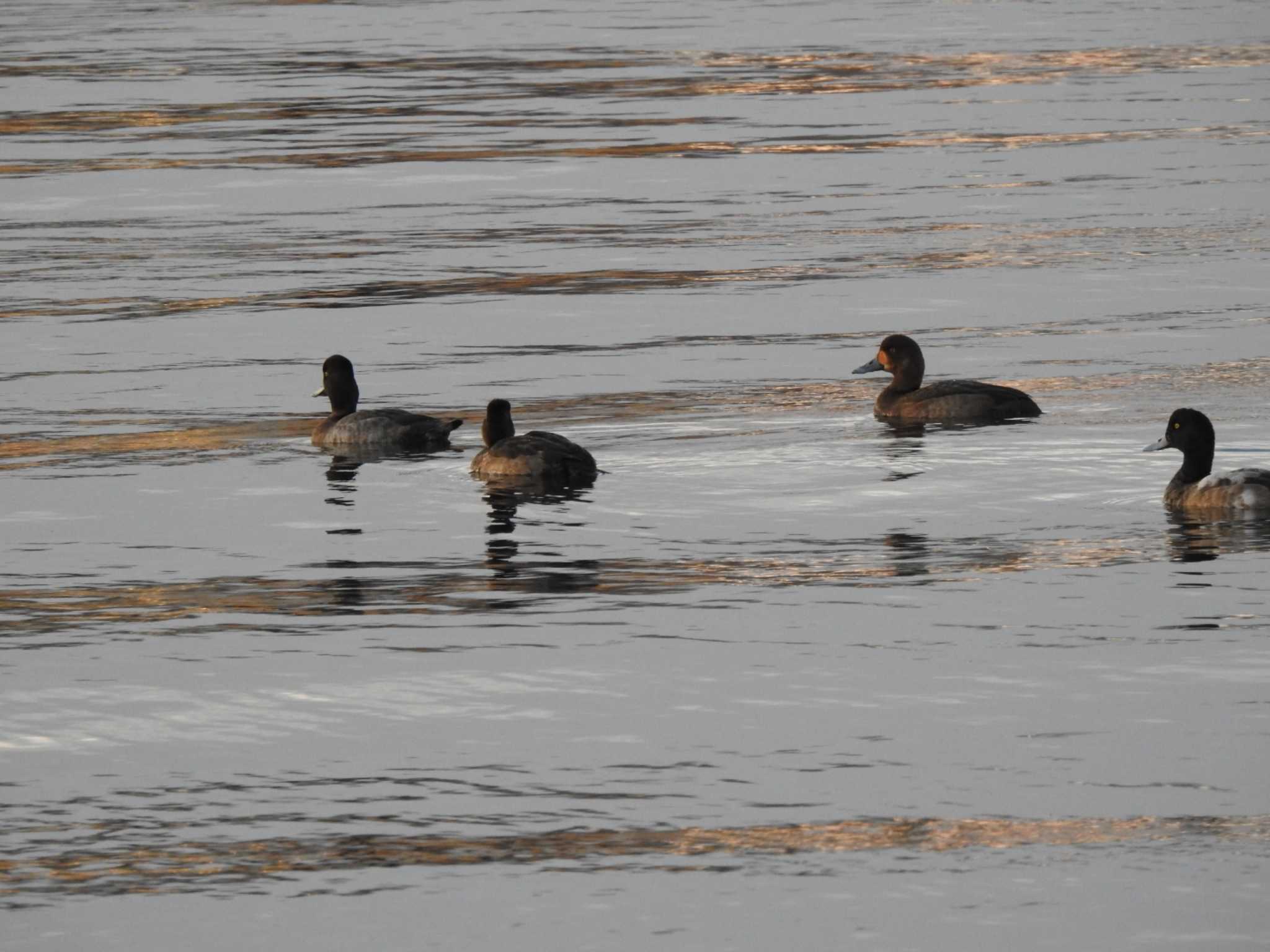 Greater Scaup