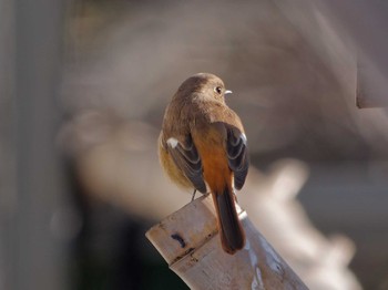 ジョウビタキ 葛西臨海公園 2023年12月14日(木)