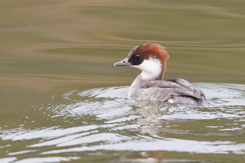 2023年12月14日(木) 苧ヶ瀬池の野鳥観察記録