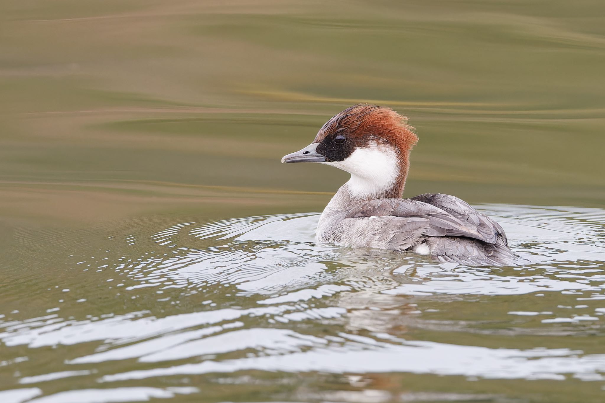 Photo of Smew at 苧ヶ瀬池 by アカウント5104