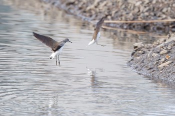 Green Sandpiper 郷戸池 Thu, 12/14/2023