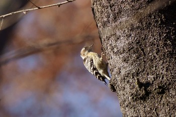 Thu, 12/14/2023 Birding report at Yoyogi Park