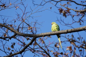 Rose-ringed Parakeet Yoyogi Park Thu, 12/14/2023