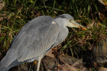 アオサギ 代々木公園 2023年12月14日(木)