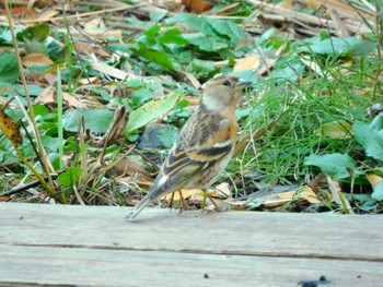 2023年12月14日(木) 井の頭公園の野鳥観察記録