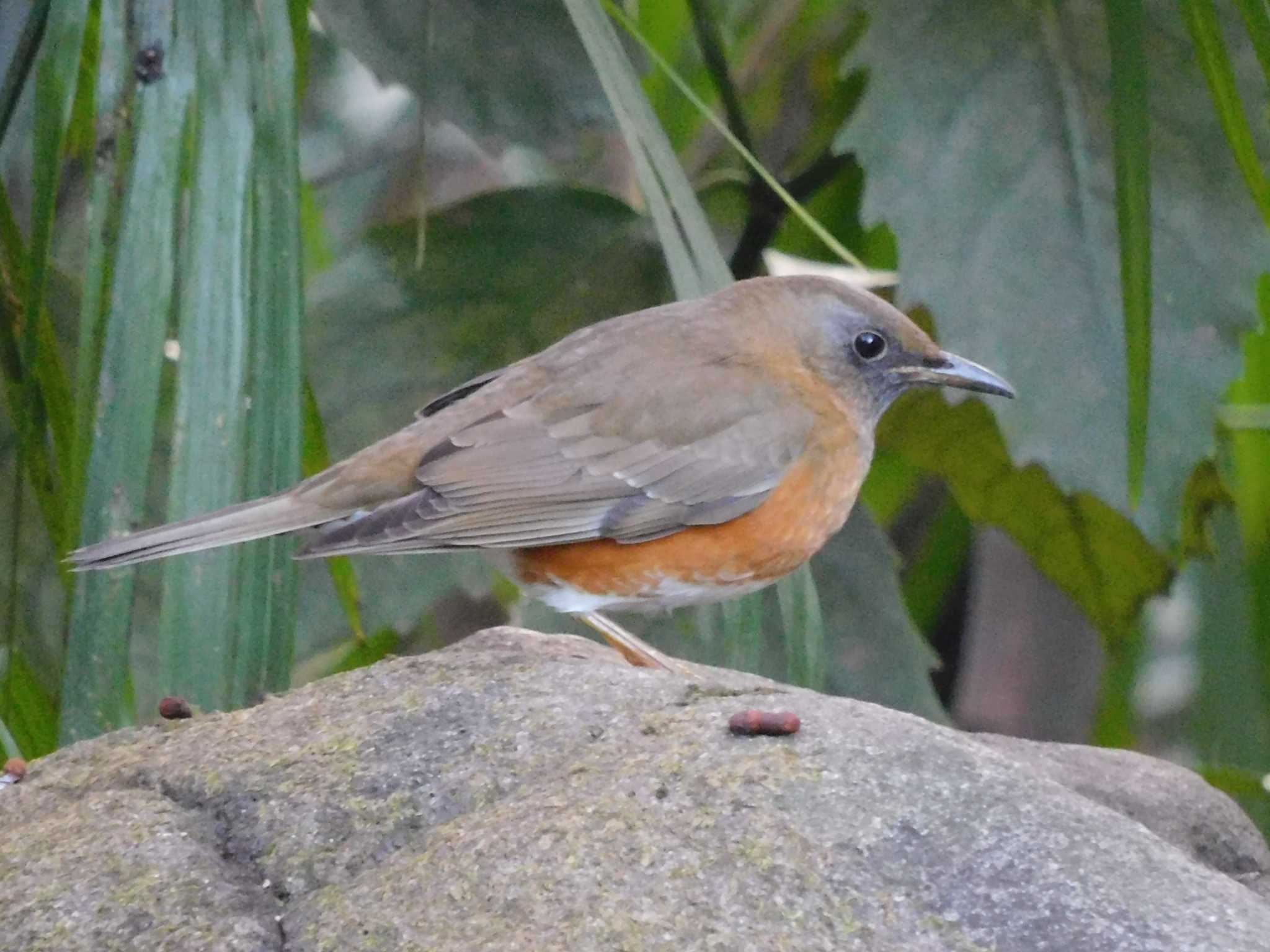 アカハラ