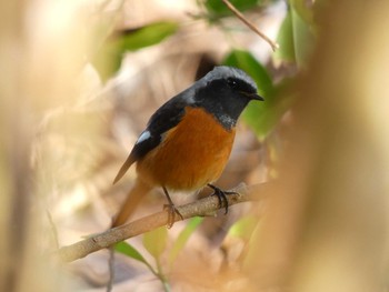 Daurian Redstart Yoron Island Fri, 10/19/2018