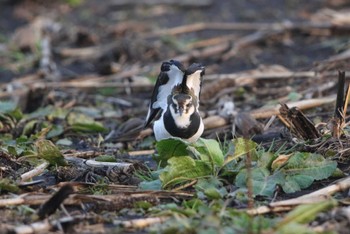 Northern Lapwing 北海道　函館市 Sat, 12/9/2023