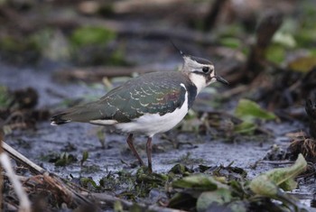 Northern Lapwing 北海道　函館市 Sat, 12/9/2023