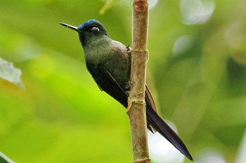 Violet-tailed Sylph