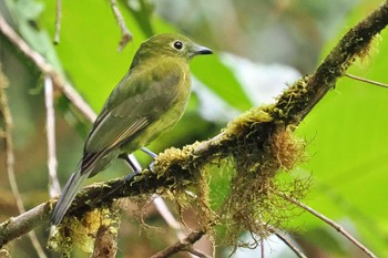 Olivaceous Piha