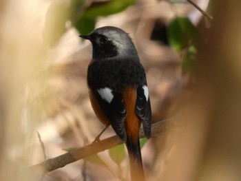 Daurian Redstart Yoron Island Fri, 10/19/2018