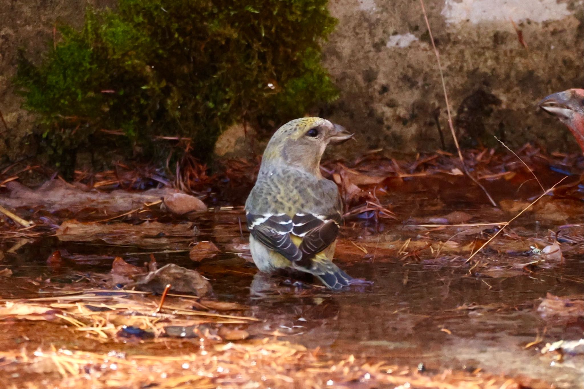 Photo of Two-barred Crossbill at  by なおんなおん