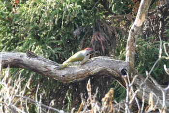 Japanese Green Woodpecker Aobayama Park Wed, 12/13/2023