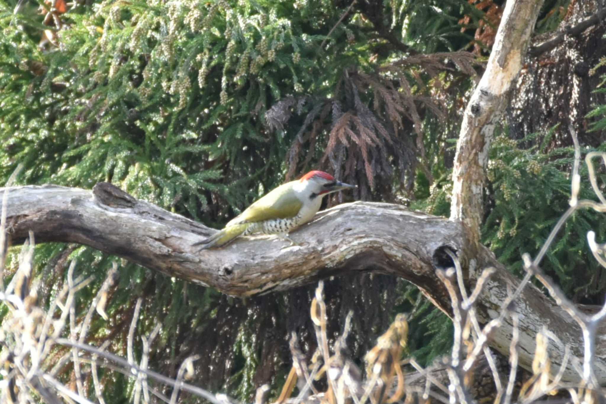 Photo of Japanese Green Woodpecker at Aobayama Park by おんせんたま５