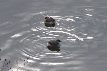 Little Grebe Aobayama Park Wed, 12/13/2023