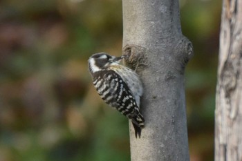 Japanese Pygmy Woodpecker Aobayama Park Wed, 12/13/2023