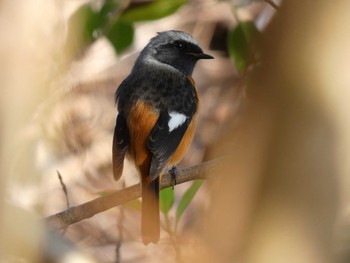 Daurian Redstart Yoron Island Fri, 10/19/2018