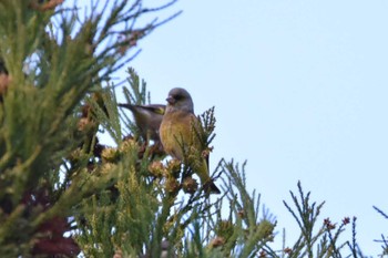 Grey-capped Greenfinch Aobayama Park Wed, 12/13/2023