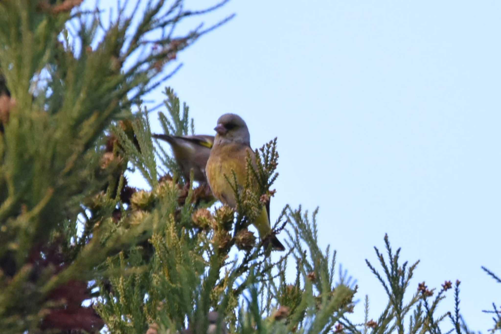 Photo of Grey-capped Greenfinch at Aobayama Park by おんせんたま５