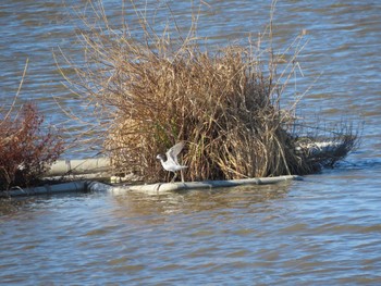 Marsh Sandpiper Isanuma Wed, 12/13/2023