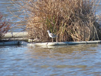 Marsh Sandpiper Isanuma Wed, 12/13/2023