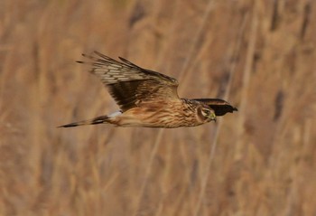 Hen Harrier Unknown Spots Unknown Date