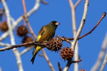 Grey-capped Greenfinch 平谷川 Sun, 12/10/2023