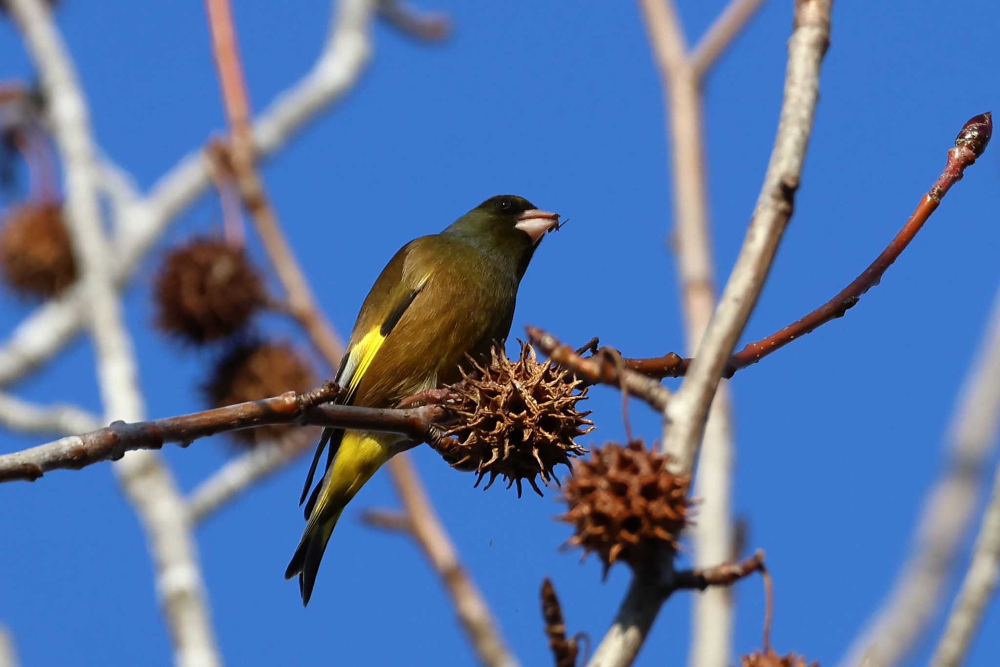 Photo of Grey-capped Greenfinch at 平谷川 by いわな