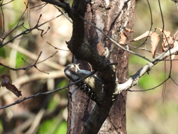 2023年12月14日(木) 喜多緑地の野鳥観察記録