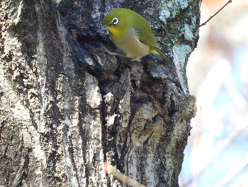 Warbling White-eye 喜多緑地 Thu, 12/14/2023