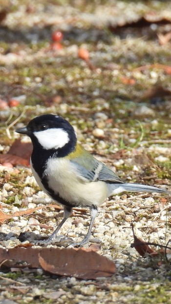 Japanese Tit 可児やすらぎの森 Thu, 12/14/2023